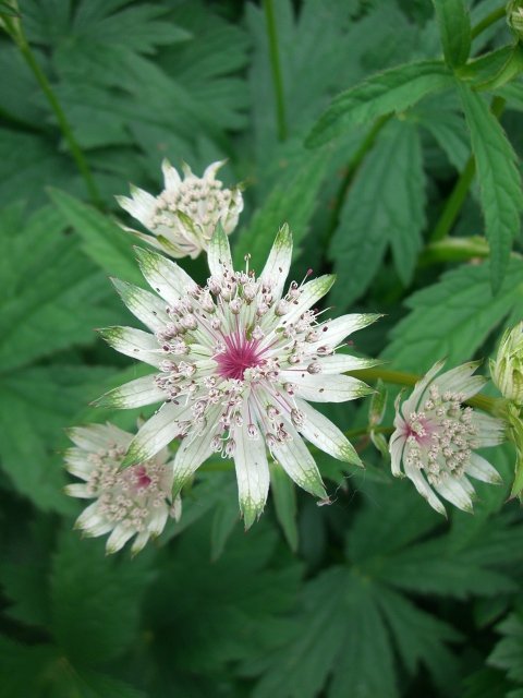 Astrantia major (3)